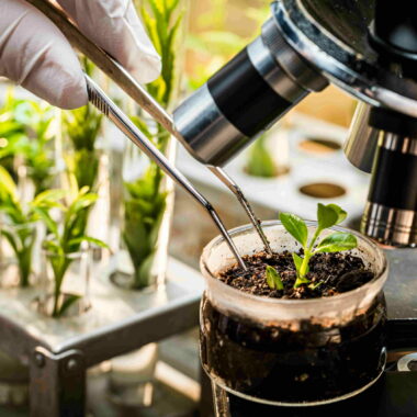 Laboratory testing of pesticides on green plants. Practical chemistry classes.