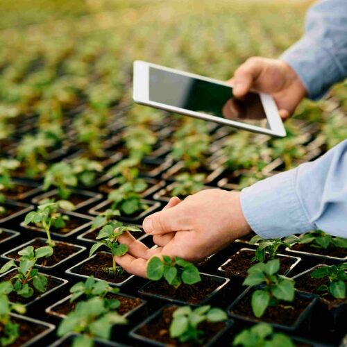 Close up of worker using digital tablet while inspecting growth of seedlings in plant nursery.