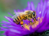 Bee2