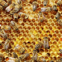 Bees on honeycombs.